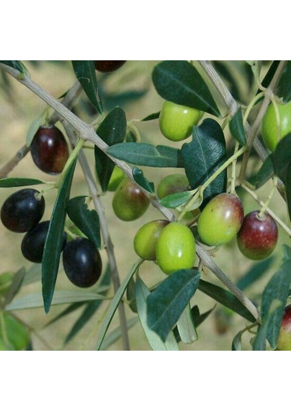 Tüplü Ithal Sofralık ve Sıkımlık Yeni Zelanda Menşei- Leccino Zeytini Fidanı
