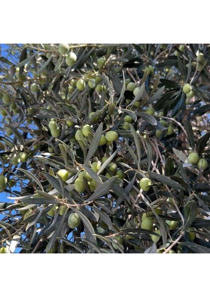 Sınırlı Üretim Tüplü Sırbistan - Picholine Zeytini Fidanı