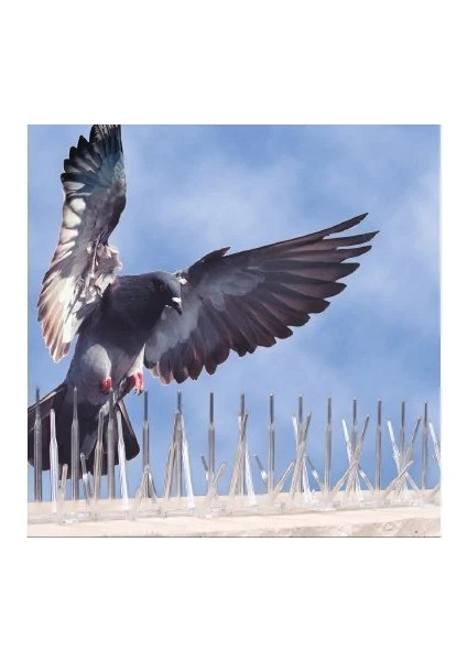 Kuşkonmaz Plastik Şeffaf 50 cm