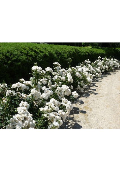 Gül Fidanı - Beyaz Aşılı Yediveren Bahçe Gülü 30-40 cm