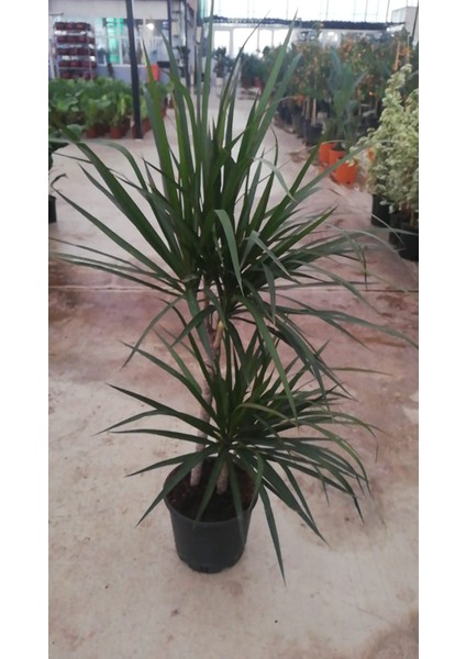 Dracaena Marginata Bitkisi 2 Köklü 100 - 110 cm Ev Ofis saln Bitkisi