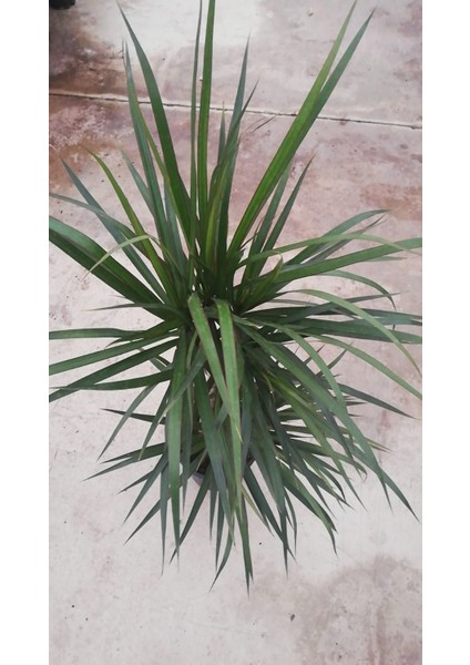 Dracaena Marginata Bitkisi 2 Köklü 100 - 110 cm Ev Ofis saln Bitkisi