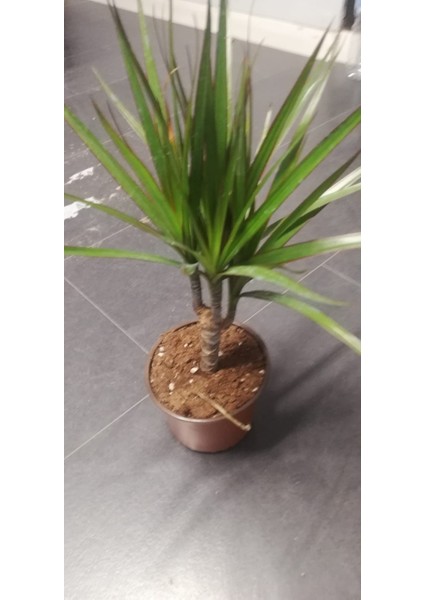 Marginata Dracaena Tek Gövde 40 cm Ev Bitkisi Salon Ofis Bitkisi