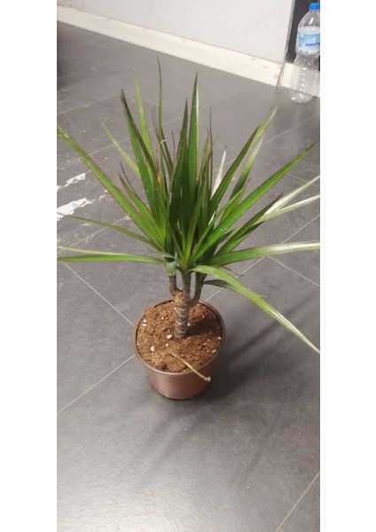 Marginata Dracaena Tek Gövde 40 cm Ev Bitkisi Salon Ofis Bitkisi