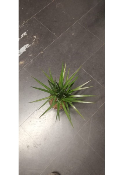 Marginata Dracaena Tek Gövde 40 cm Ev Bitkisi Salon Ofis Bitkisi