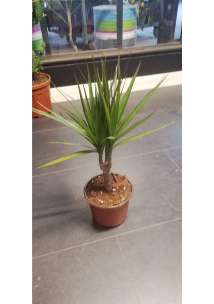 Marginata Dracaena Tek Gövde 40 cm Ev Bitkisi Salon Ofis Bitkisi