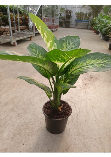 Difenbahya (Tropik) - Ağlayan Çiçek 60 - 80 cm Salon Ev Ofis Bitkisi