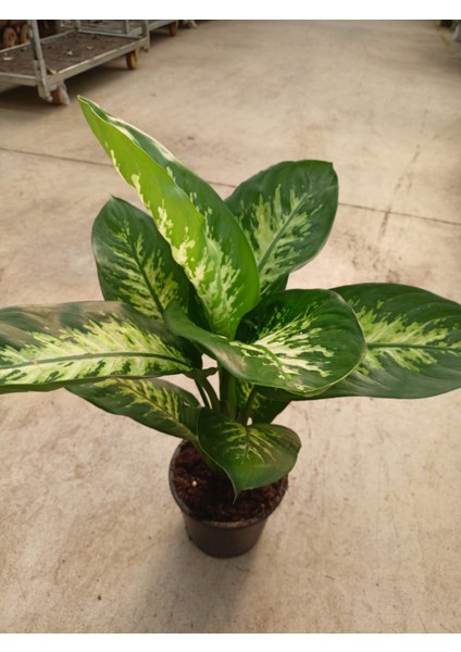 Difenbahya (Tropik) - Ağlayan Çiçek 60 - 80 cm Salon Ev Ofis Bitkisi