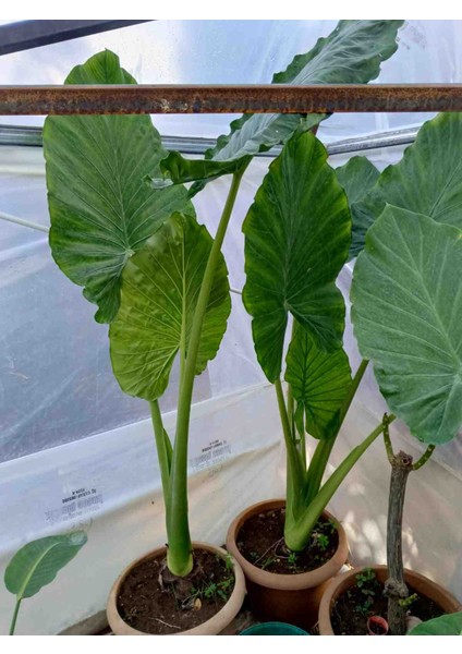 Anthurium Alacasia Fil Kulağı ( 40/60 Cm)