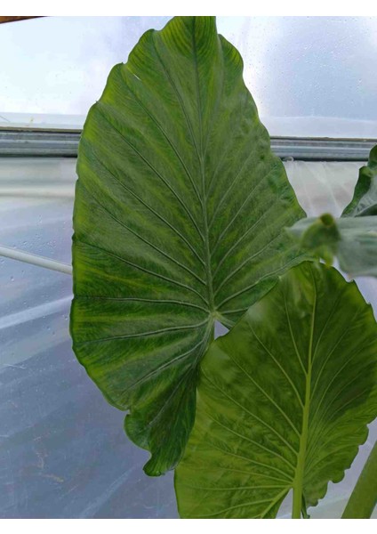 Anthurium Alacasia Fil Kulağı ( 40/60 Cm) fiyatları