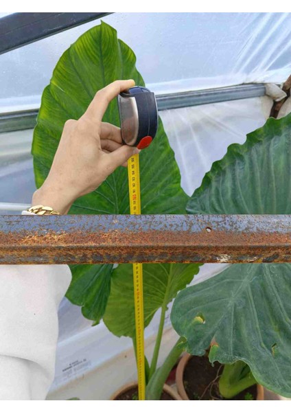 Anthurium Alacasia Fil Kulağı ( 40/60 Cm) fırsatları