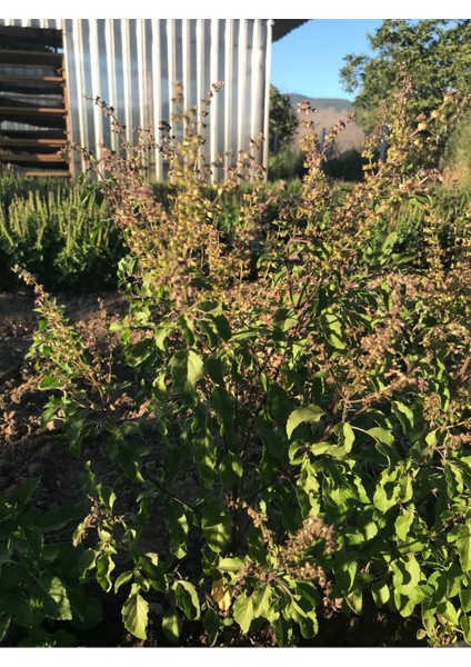 Tulsi (Hint Fesleğeni) Tohumu | Rama/amrita | Ocimum Teneflorium/sanctum