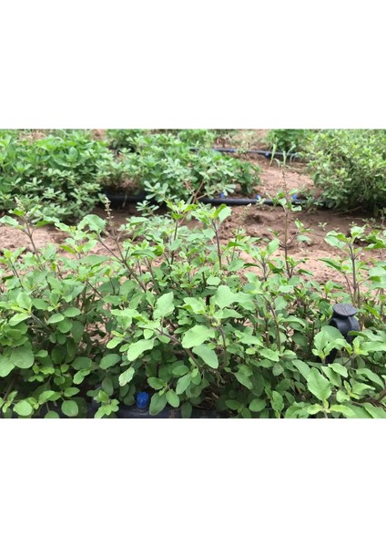 Tulsi (Hint Fesleğeni) Tohumu | Rama/amrita | Ocimum Teneflorium/sanctum fiyatları