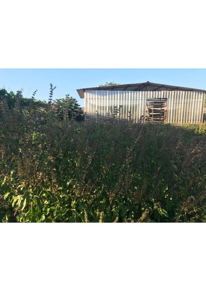 Tulsi (Hint Fesleğeni) Tohumu | Rama/amrita | Ocimum Teneflorium/sanctum modelleri