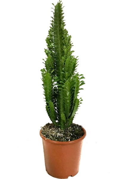 Euphorbia Trigona (Süt Ağacı)