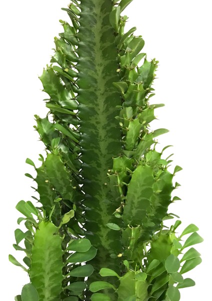 Euphorbia Trigona (Süt Ağacı)