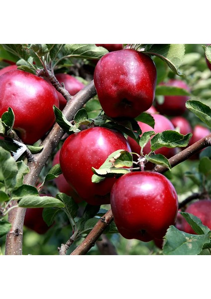 Malus Domestica Kırmızı Elma Meyve Ağacı Scarlet Spur