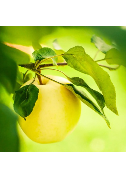 Golden Elma Meyve Fidanı Golden Apple