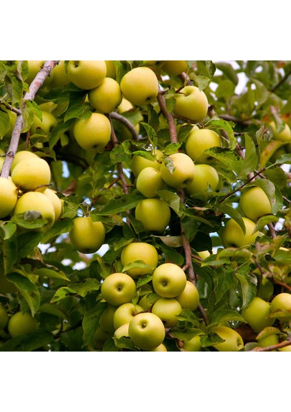 Golden Elma Meyve Fidanı Golden Apple