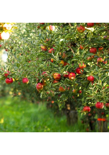 Kırmızı Elma Meyve Fidanı I Gala Apple