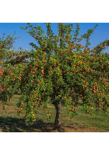 Kırmızı Elma Meyve Fidanı I Gala Apple