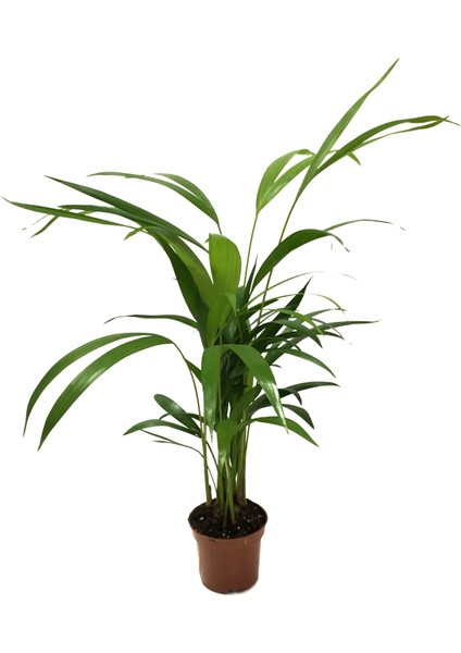 Dypsis Lutescens (Areka Palmiyesi)