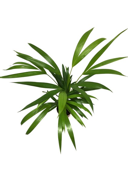 Dypsis Lutescens (Areka Palmiyesi)