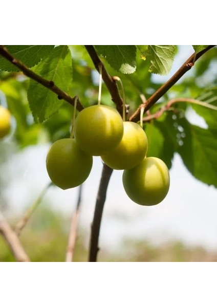 Papaz Eriği Meyve Ağacı I Greengage Plum