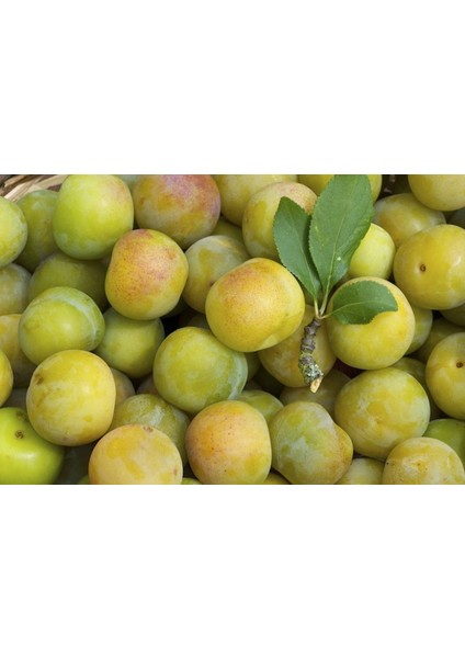 Papaz Eriği Meyve Ağacı I Greengage Plum