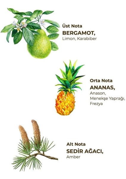 Kolonya Pet Şişe Sprey 150ml Okyanus fiyatları