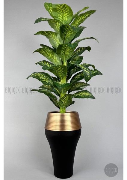 190 cm Difenbahya Bitkisi Cleopatra Saksıda Siyah Gold