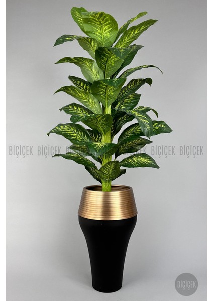 190 cm Difenbahya Bitkisi Cleopatra Saksıda Siyah Gold