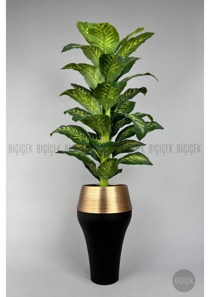 190 cm Difenbahya Bitkisi Cleopatra Saksıda Siyah Gold