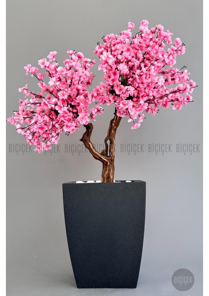 Bonzai Gövdeli Pembe Sakura Ağacı 100 cm Dış Mekana Uygun