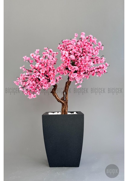 Bonzai Gövdeli Pembe Sakura Ağacı 100 cm Dış Mekana Uygun fiyatları