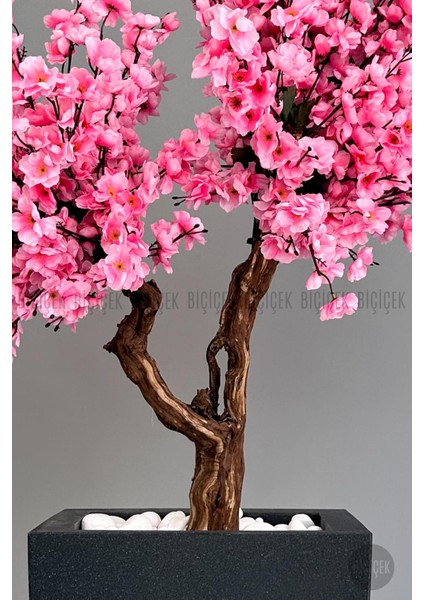 Bonzai Gövdeli Pembe Sakura Ağacı 100 cm Dış Mekana Uygun fırsatları