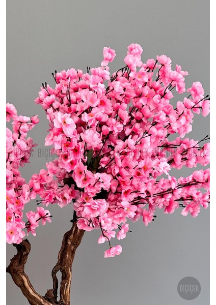 Bonzai Gövdeli Pembe Sakura Ağacı 100 cm Dış Mekana Uygun indirimleri