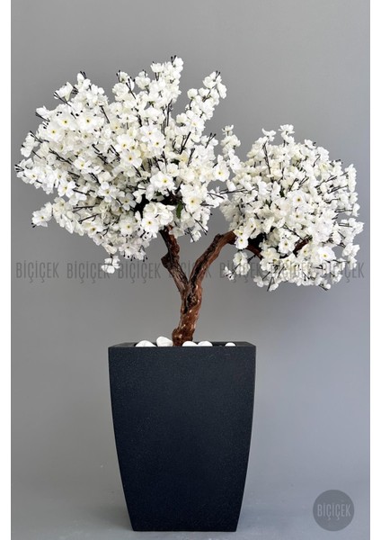 Bonzai Gövdeli Beyaz Sakura Ağacı 100 cm Dış Mekana Uygun