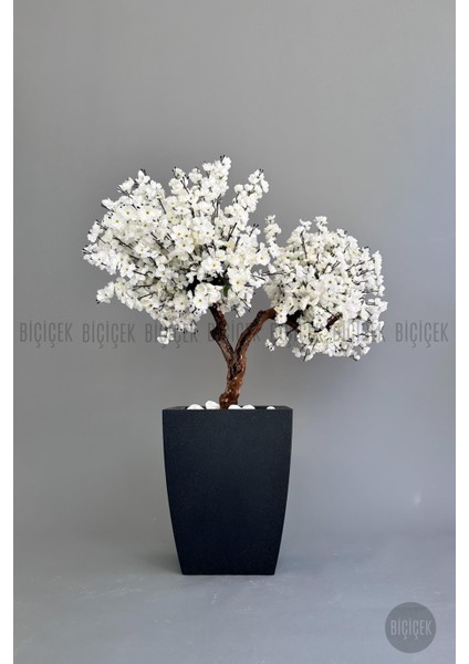 Bonzai Gövdeli Beyaz Sakura Ağacı 100 cm Dış Mekana Uygun