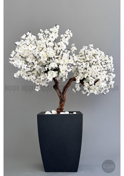Bonzai Gövdeli Beyaz Sakura Ağacı 100 cm Dış Mekana Uygun