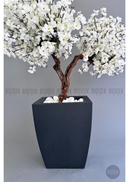 Bonzai Gövdeli Beyaz Sakura Ağacı 100 cm Dış Mekana Uygun