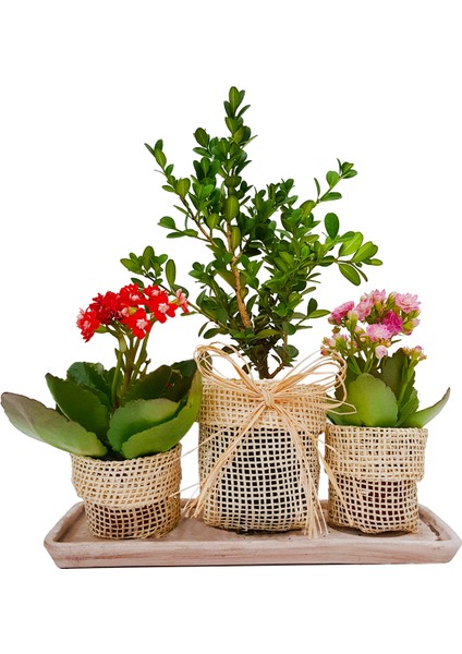 Jut Serisi Buxus Bonsai ve Kalanchoe Set & Jut Ambalajında Canlı Çiçek Kalanşo Şimşir Hediye Bitki