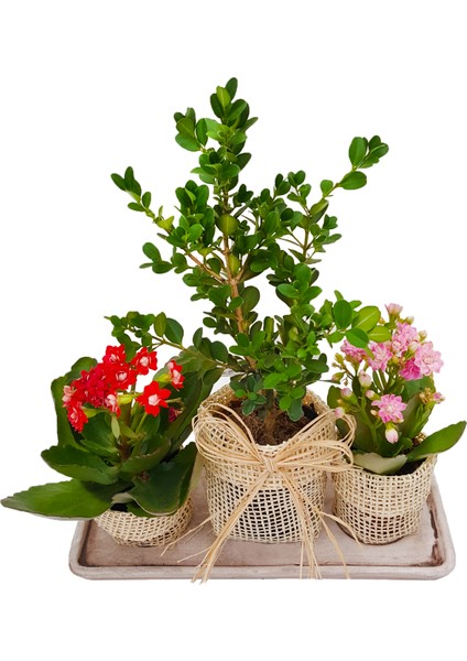 Jut Serisi Buxus Bonsai ve Kalanchoe Set & Jut Ambalajında Canlı Çiçek Kalanşo Şimşir Hediye Bitki modelleri