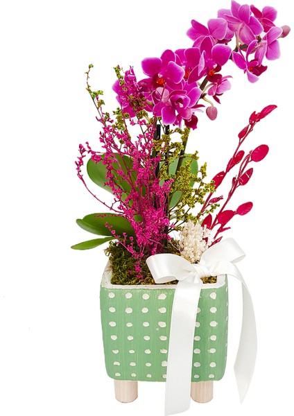 Green Dot Phalaenopsis & Yeşil Puantiyeli Beton Saksıda İç Mekan Bitkileri Hediye Orkide Çiçeği