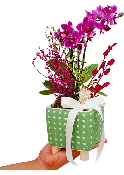 Green Dot Phalaenopsis & Yeşil Puantiyeli Beton Saksıda İç Mekan Bitkileri Hediye Orkide Çiçeği fiyatları