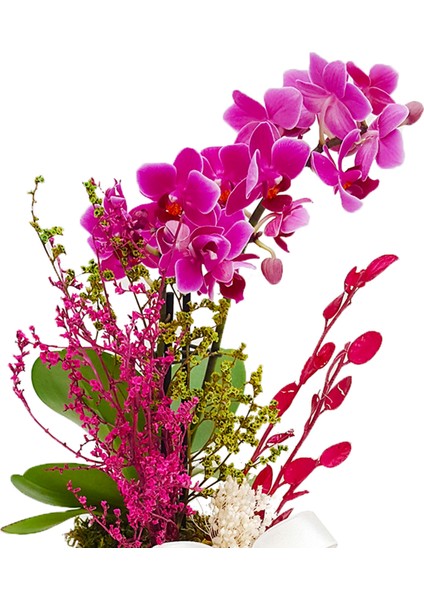 Green Dot Phalaenopsis & Yeşil Puantiyeli Beton Saksıda İç Mekan Bitkileri Hediye Orkide Çiçeği modelleri