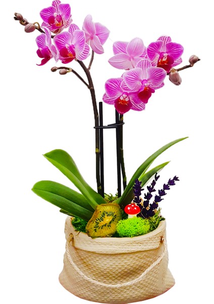 Gunny Bag Phalaenopsis Orkide & Çuval Görünümlü Beton Saksıda Orkide Çiçeği Canlı İç Mekan Bitkileri