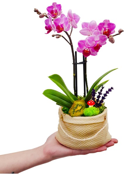 Gunny Bag Phalaenopsis Orkide & Çuval Görünümlü Beton Saksıda Orkide Çiçeği Canlı İç Mekan Bitkileri