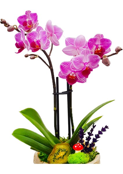 Gunny Bag Phalaenopsis Orkide & Çuval Görünümlü Beton Saksıda Orkide Çiçeği Canlı İç Mekan Bitkileri