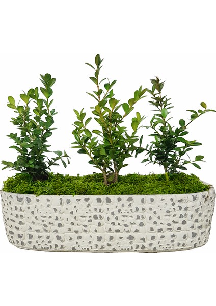 Graceful Buxus Bonsai & Gül Desenli Uzun Saksıda Şimşir Bahçesi Canlı Bitki Kalıcı Bakımı Kolay